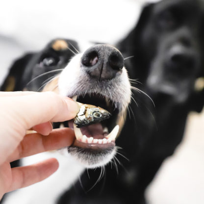 Dog about to eat Alvar dry fish head snack