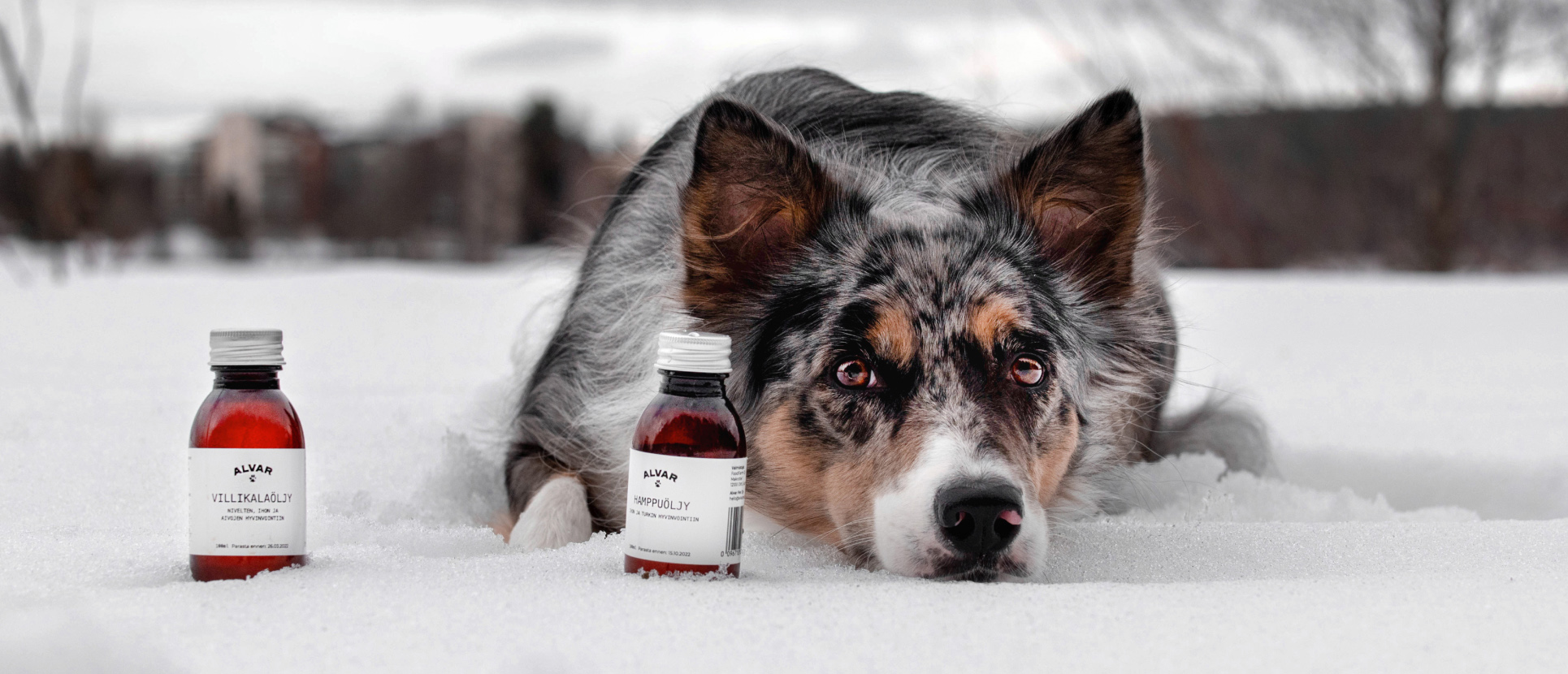 Hunden Isla med Alvars Vildfiskolja