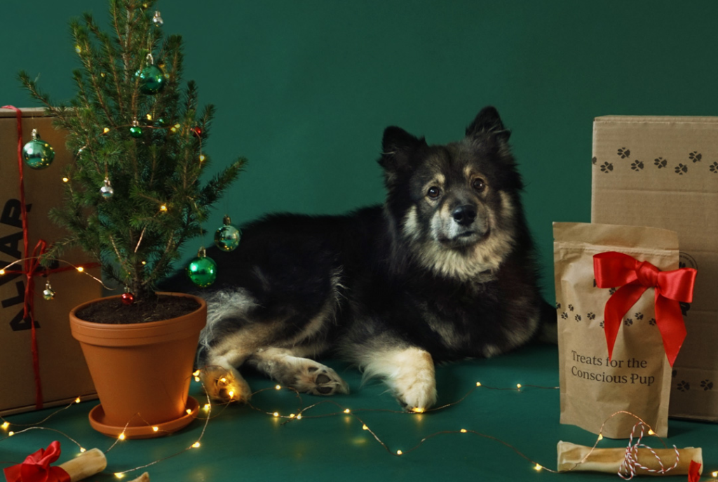 Kaapo dog with Christmas gifts and tree.