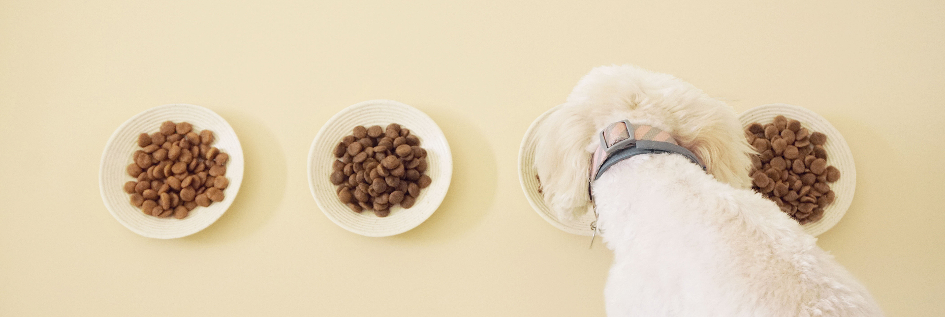 Kræsen hund Luna leder efter passende mad