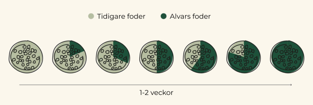 En tabell som visar en gradvis övergång från ett tidigare torrfoder till Alvars hundmat